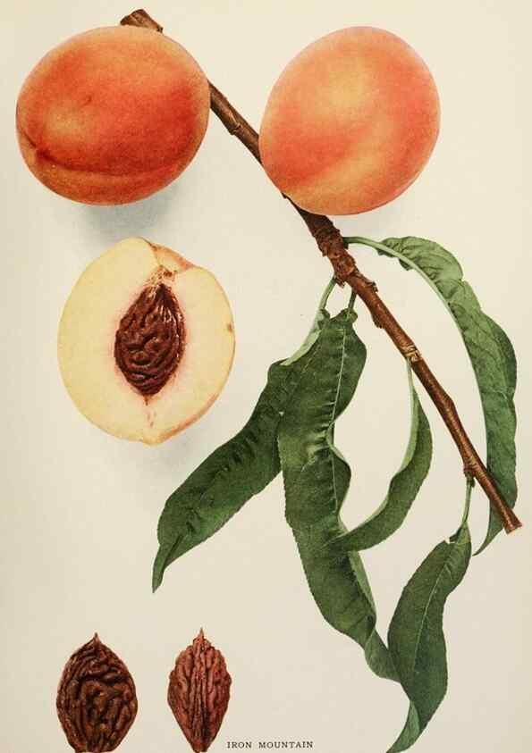 Reproducción/Reproduction 29725337202: The peaches of New York,. Albany,J. B. Lyon Company, printers,1917.