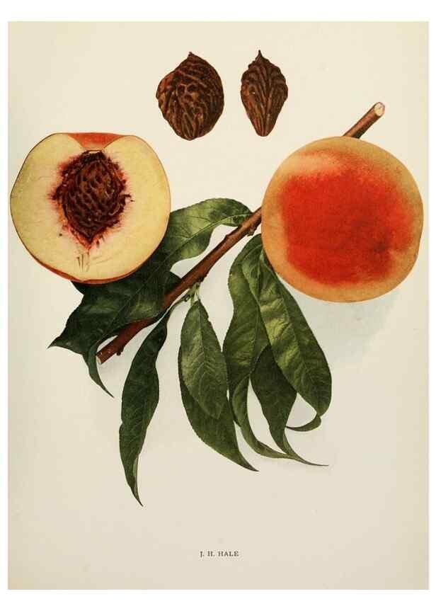 Reproducción/Reproduction 29803074336: The peaches of New York,. Albany,J. B. Lyon Company, printers,1917.