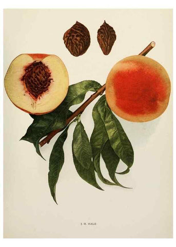 Reproducción/Reproduction 29803074336: The peaches of New York,. Albany,J. B. Lyon Company, printers,1917.