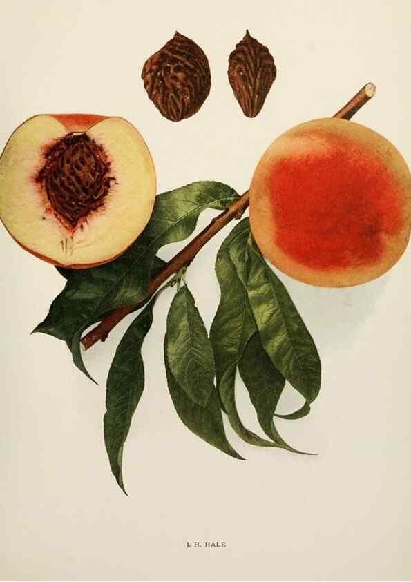 Reproducción/Reproduction 29803074336: The peaches of New York,. Albany,J. B. Lyon Company, printers,1917.