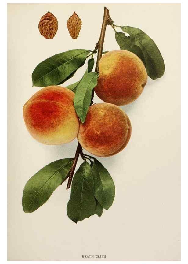 Reproducción/Reproduction 29545672820: The peaches of New York,. Albany,J. B. Lyon Company, printers,1917.