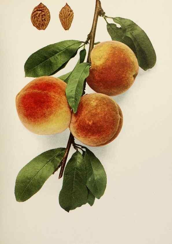 Reproducción/Reproduction 29545672820: The peaches of New York,. Albany,J. B. Lyon Company, printers,1917.