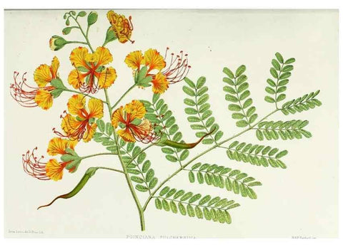 Reproducción/Reproduction 29905639261: Familiar Indian flowers :. Bombay :Published for the author by L. Reeve and Co. ;[1878]
