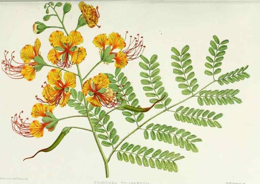 Reproducción/Reproduction 29905639261: Familiar Indian flowers :. Bombay :Published for the author by L. Reeve and Co. ;[1878]