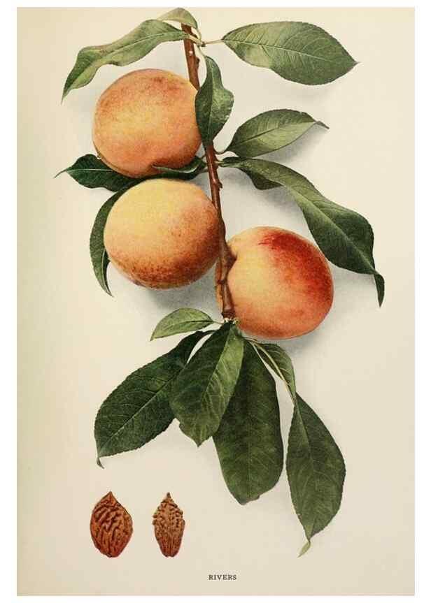 Reproducción/Reproduction 29755877271: The peaches of New York,. Albany,J. B. Lyon Company, printers,1917.