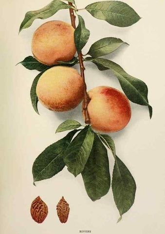 Reproducción/Reproduction 29755877271: The peaches of New York,. Albany,J. B. Lyon Company, printers,1917.