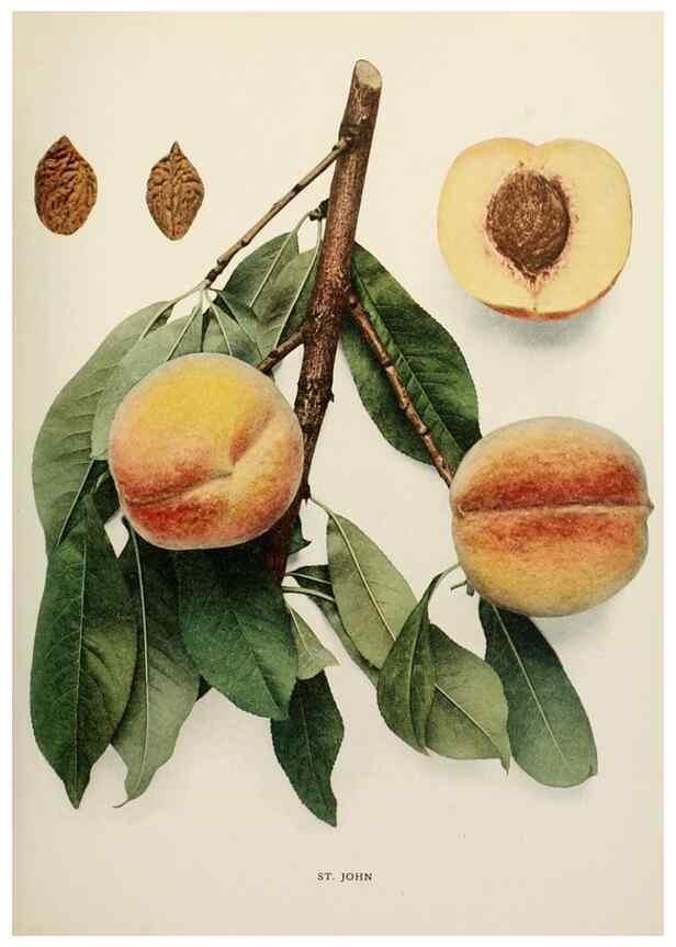 Reproducción/Reproduction 29838494755: The peaches of New York,. Albany,J. B. Lyon Company, printers,1917.