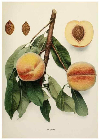 Reproducción/Reproduction 29838494755: The peaches of New York,. Albany,J. B. Lyon Company, printers,1917.