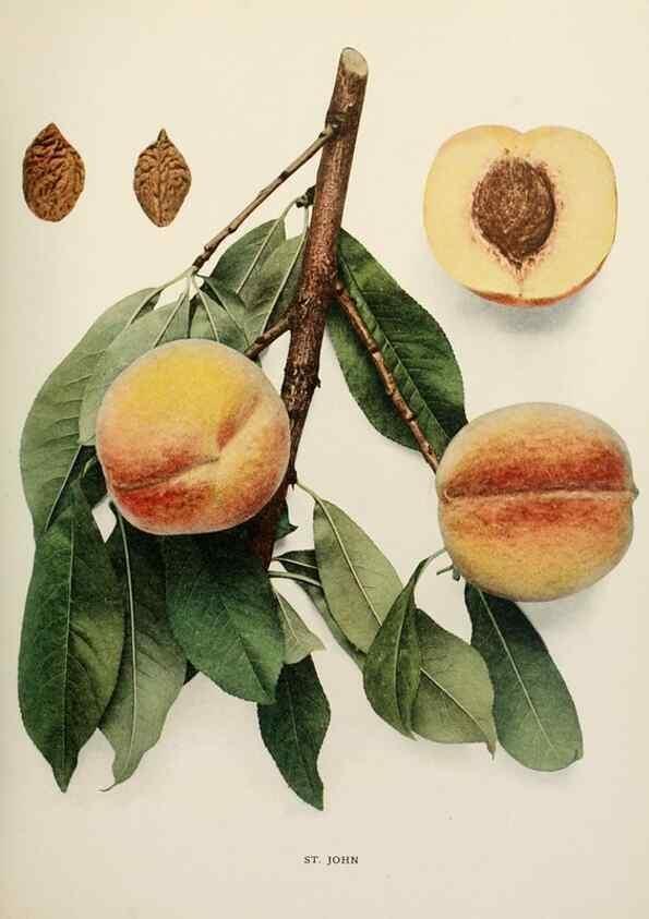 Reproducción/Reproduction 29838494755: The peaches of New York,. Albany,J. B. Lyon Company, printers,1917.