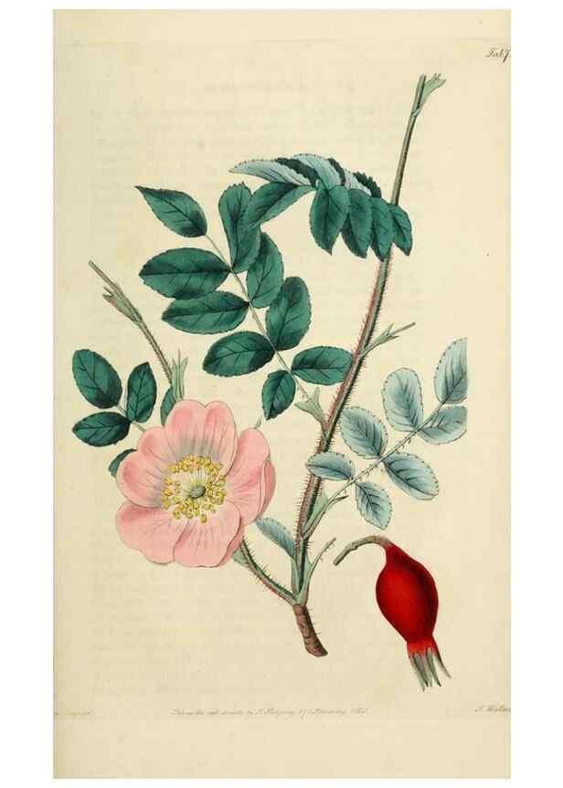 Reproducción/Reproduction 29873006722: Rosarum monographia, or, A botanical history of roses :. London :Printed for James Ridgeway ...,1820.