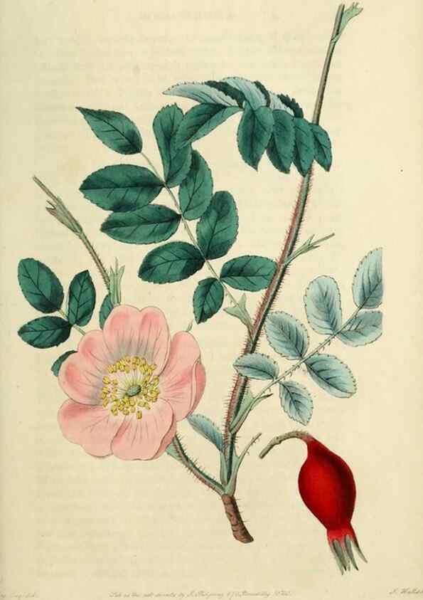 Reproducción/Reproduction 29873006722: Rosarum monographia, or, A botanical history of roses :. London :Printed for James Ridgeway ...,1820.