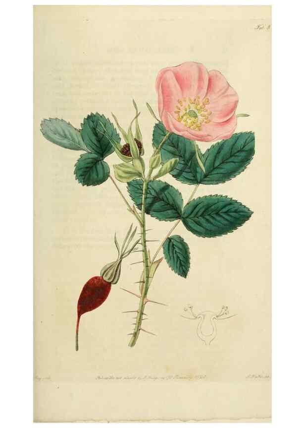 Reproducción/Reproduction 29873009202: Rosarum monographia, or, A botanical history of roses :. London :Printed for James Ridgeway ...,1820.