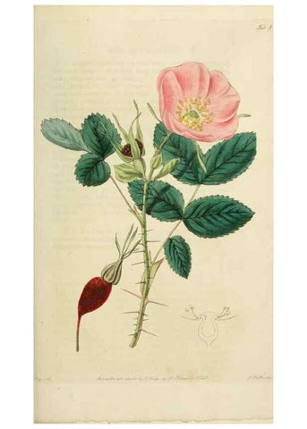 Reproducción/Reproduction 29873009202: Rosarum monographia, or, A botanical history of roses :. London :Printed for James Ridgeway ...,1820.