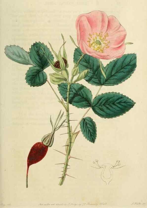 Reproducción/Reproduction 29873009202: Rosarum monographia, or, A botanical history of roses :. London :Printed for James Ridgeway ...,1820.