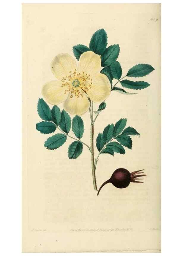 Reproducción/Reproduction 29873013562: Rosarum monographia, or, A botanical history of roses :. London :Printed for James Ridgeway ...,1820.