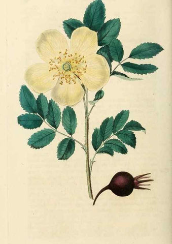 Reproducción/Reproduction 29873013562: Rosarum monographia, or, A botanical history of roses :. London :Printed for James Ridgeway ...,1820.