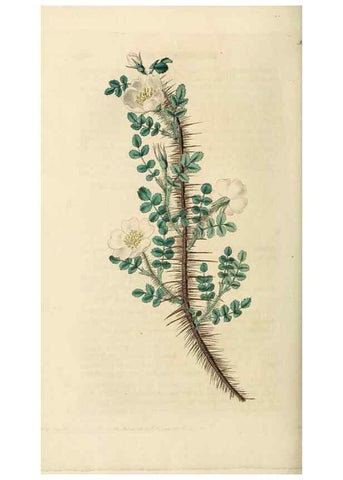 Reproducción/Reproduction 29873018392: Rosarum monographia, or, A botanical history of roses :. London :Printed for James Ridgeway ...,1820.