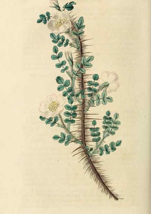Reproducción/Reproduction 29873018392: Rosarum monographia, or, A botanical history of roses :. London :Printed for James Ridgeway ...,1820.
