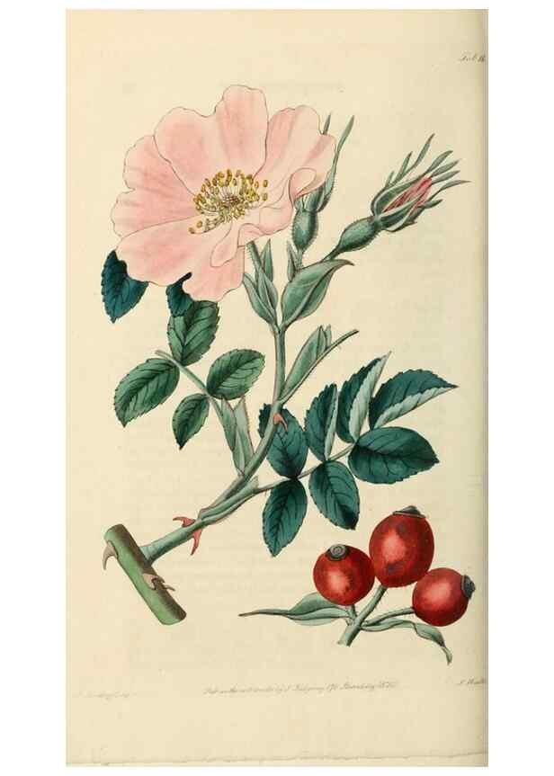 Reproducción/Reproduction 29873023312: Rosarum monographia, or, A botanical history of roses :. London :Printed for James Ridgeway ...,1820.