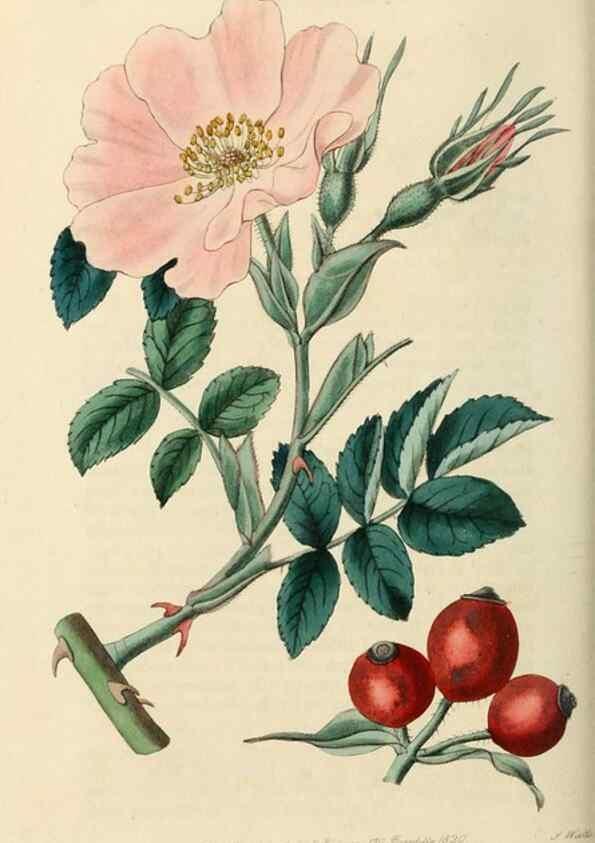 Reproducción/Reproduction 29873023312: Rosarum monographia, or, A botanical history of roses :. London :Printed for James Ridgeway ...,1820.