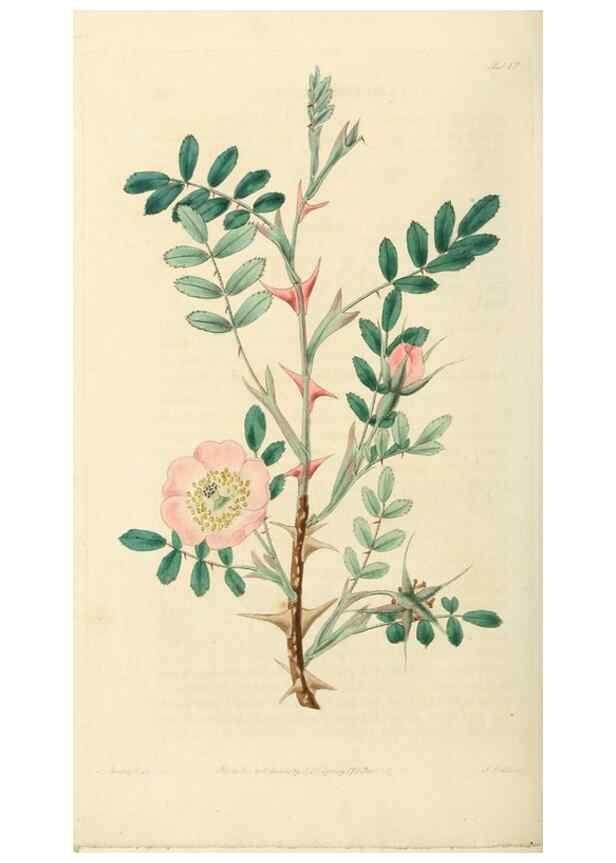 Reproducción/Reproduction 29873027702: Rosarum monographia, or, A botanical history of roses :. London :Printed for James Ridgeway ...,1820.