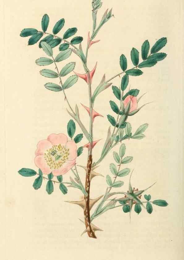 Reproducción/Reproduction 29873027702: Rosarum monographia, or, A botanical history of roses :. London :Printed for James Ridgeway ...,1820.