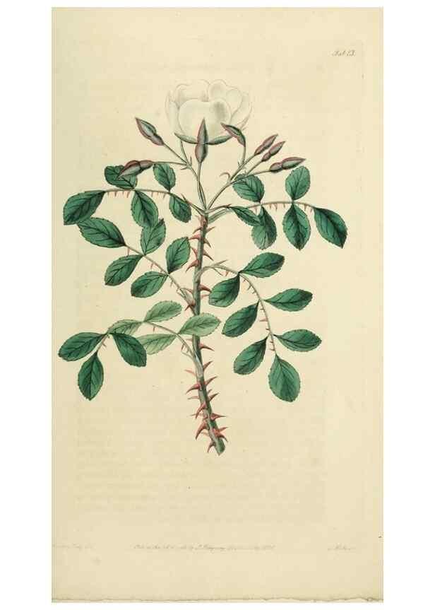 Reproducción/Reproduction 29873031932: Rosarum monographia, or, A botanical history of roses :. London :Printed for James Ridgeway ...,1820.