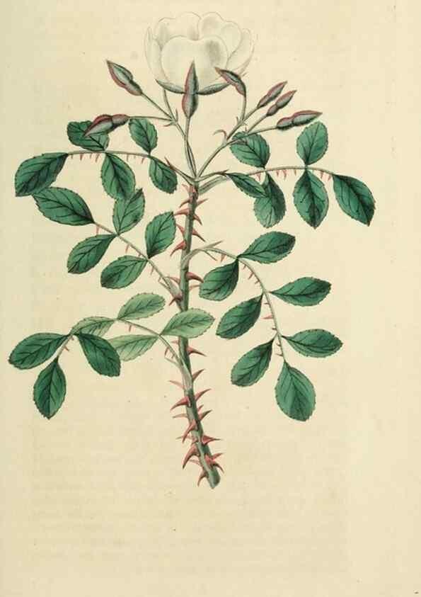 Reproducción/Reproduction 29873031932: Rosarum monographia, or, A botanical history of roses :. London :Printed for James Ridgeway ...,1820.