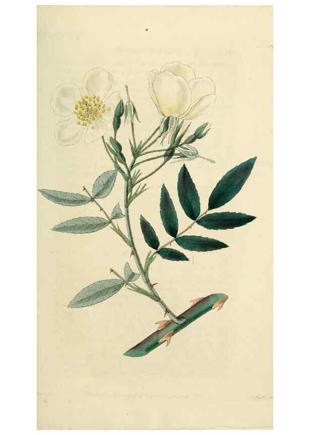Reproducción/Reproduction 29359097734: Rosarum monographia, or, A botanical history of roses :. London :Printed for James Ridgeway ...,1820.