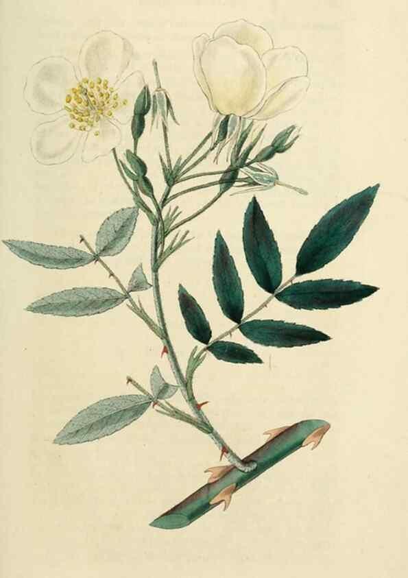 Reproducción/Reproduction 29359097734: Rosarum monographia, or, A botanical history of roses :. London :Printed for James Ridgeway ...,1820.