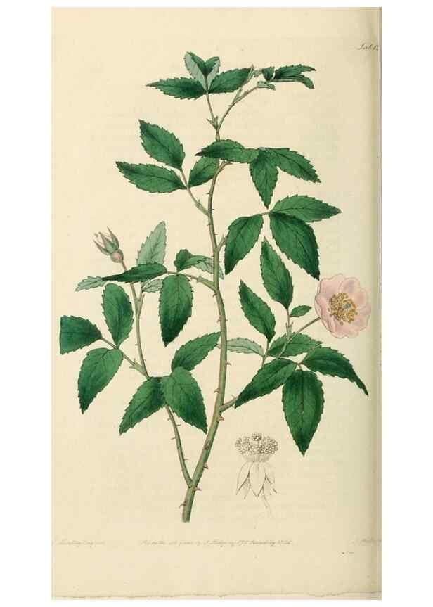 Reproducción/Reproduction 29359101554: Rosarum monographia, or, A botanical history of roses :. London :Printed for James Ridgeway ...,1820.