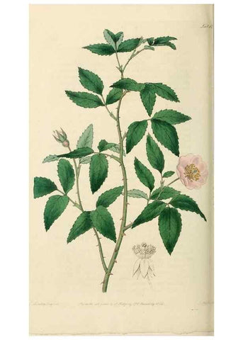 Reproducción/Reproduction 29359101554: Rosarum monographia, or, A botanical history of roses :. London :Printed for James Ridgeway ...,1820.