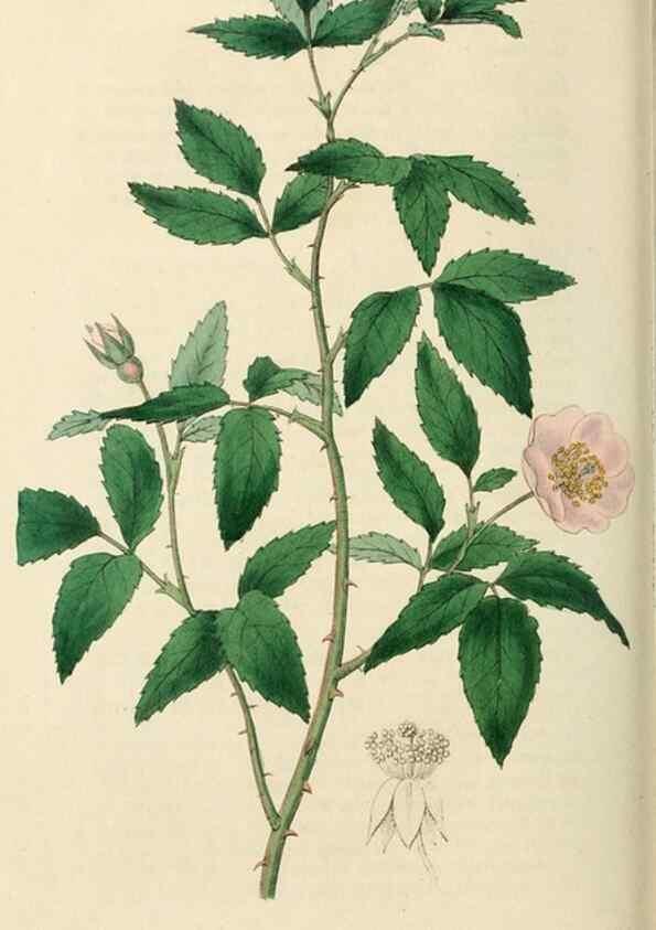Reproducción/Reproduction 29359101554: Rosarum monographia, or, A botanical history of roses :. London :Printed for James Ridgeway ...,1820.