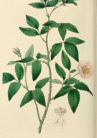 Reproducción/Reproduction 29359101554: Rosarum monographia, or, A botanical history of roses :. London :Printed for James Ridgeway ...,1820.