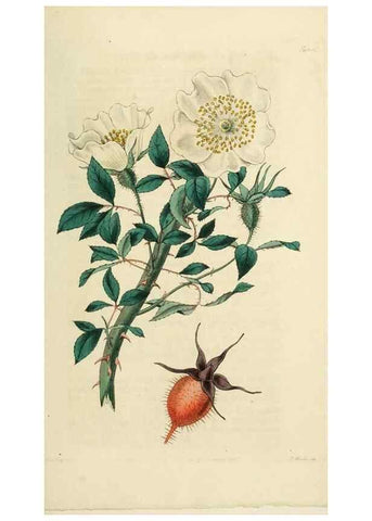 Reproducción/Reproduction 29360108013: Rosarum monographia, or, A botanical history of roses :. London :Printed for James Ridgeway ...,1820.