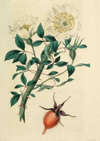 Reproducción/Reproduction 29360108013: Rosarum monographia, or, A botanical history of roses :. London :Printed for James Ridgeway ...,1820.