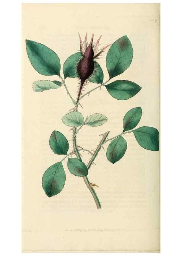 Reproducción/Reproduction 29360110463: Rosarum monographia, or, A botanical history of roses :. London :Printed for James Ridgeway ...,1820.
