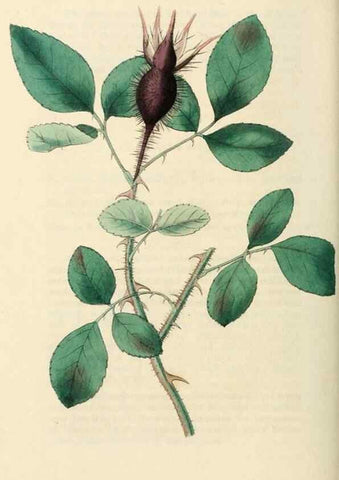 Reproducción/Reproduction 29360110463: Rosarum monographia, or, A botanical history of roses :. London :Printed for James Ridgeway ...,1820.