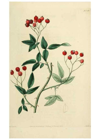 Reproducción/Reproduction 29873053092: Rosarum monographia, or, A botanical history of roses :. London :Printed for James Ridgeway ...,1820.