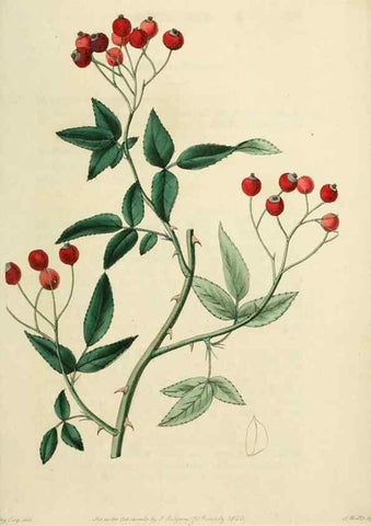 Reproducción/Reproduction 29873053092: Rosarum monographia, or, A botanical history of roses :. London :Printed for James Ridgeway ...,1820.