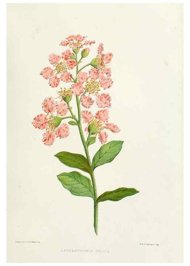 Reproducción/Reproduction 29361273634: Familiar Indian flowers :. Bombay :Published for the author by L. Reeve and Co. ;[1878]