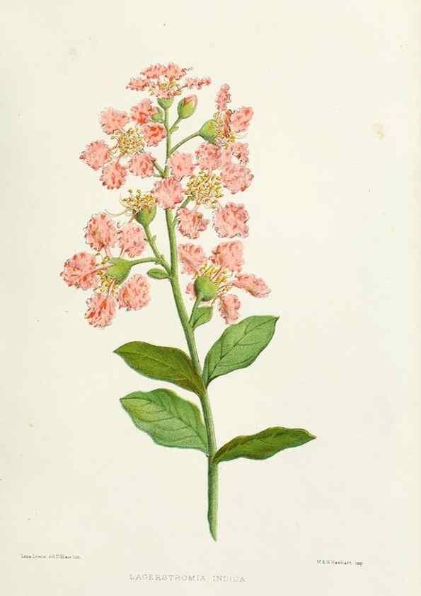 Reproducción/Reproduction 29361273634: Familiar Indian flowers :. Bombay :Published for the author by L. Reeve and Co. ;[1878]