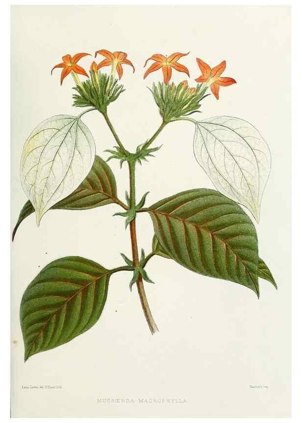 Reproducción/Reproduction 29954779686: Familiar Indian flowers :. Bombay :Published for the author by L. Reeve and Co. ;[1878]