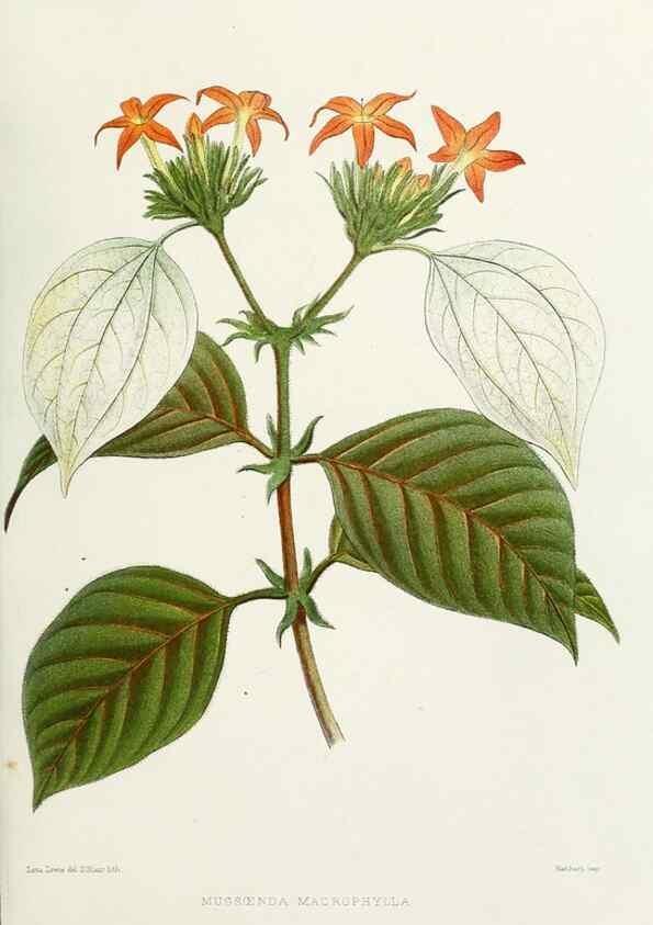 Reproducción/Reproduction 29954779686: Familiar Indian flowers :. Bombay :Published for the author by L. Reeve and Co. ;[1878]
