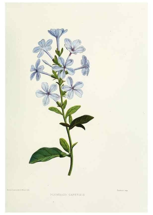 Reproducción/Reproduction 29361282134: Familiar Indian flowers :. Bombay :Published for the author by L. Reeve and Co. ;[1878]