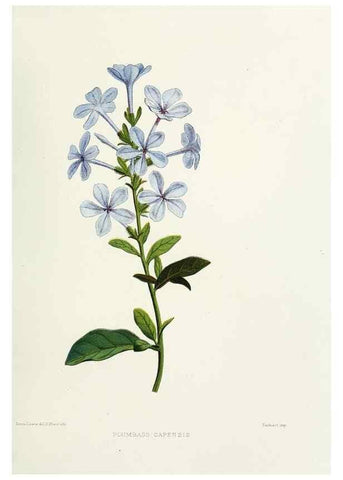 Reproducción/Reproduction 29361282134: Familiar Indian flowers :. Bombay :Published for the author by L. Reeve and Co. ;[1878]