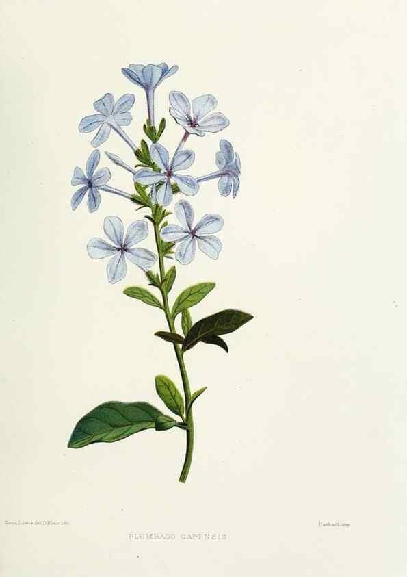 Reproducción/Reproduction 29361282134: Familiar Indian flowers :. Bombay :Published for the author by L. Reeve and Co. ;[1878]