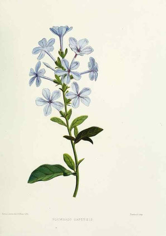 Reproducción/Reproduction 29361282134: Familiar Indian flowers :. Bombay :Published for the author by L. Reeve and Co. ;[1878]