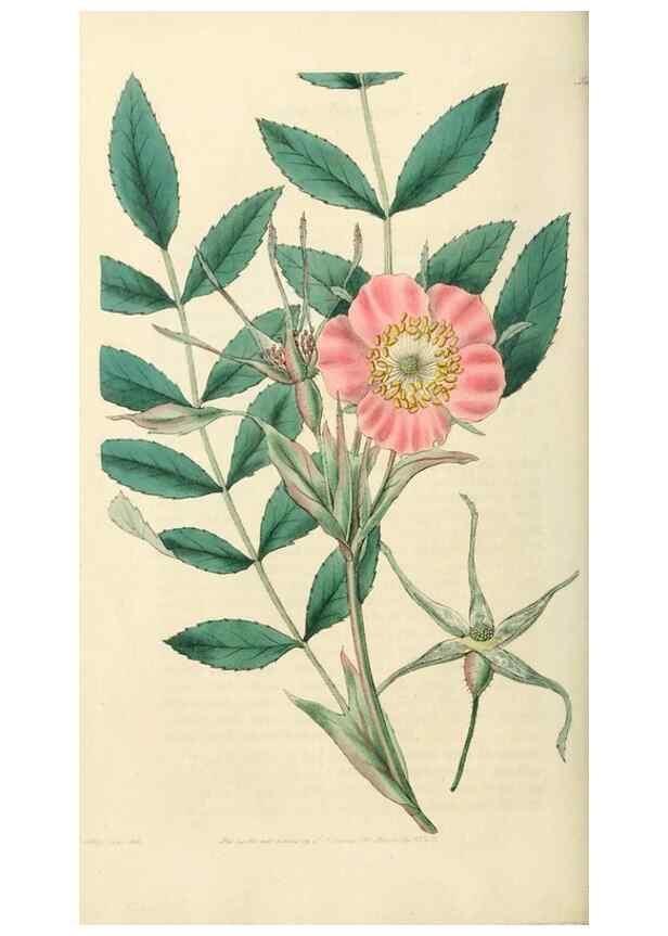 Reproducción/Reproduction 29952544726: Rosarum monographia, or, A botanical history of roses :. London :Printed for James Ridgeway ...,1820.