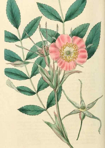Reproducción/Reproduction 29952544726: Rosarum monographia, or, A botanical history of roses :. London :Printed for James Ridgeway ...,1820.